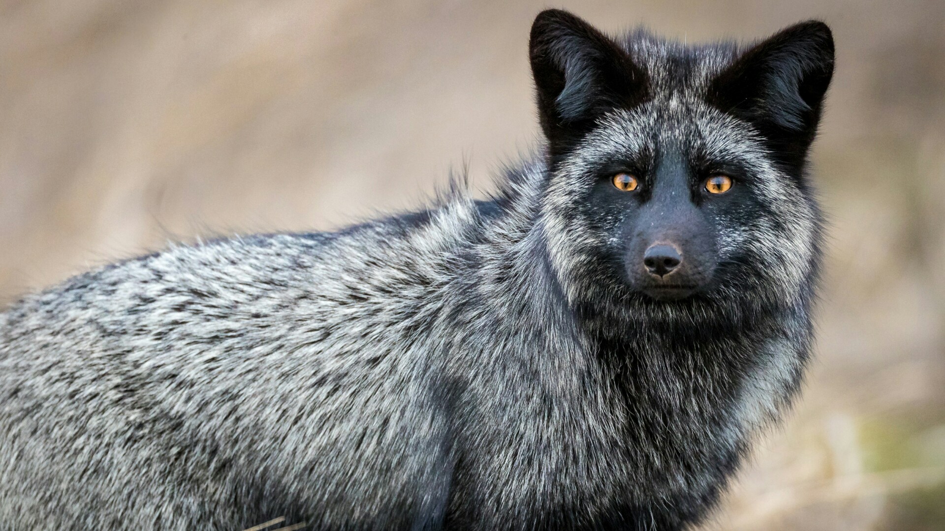 Hd Wallpaper Silver Fox - 1920x1080 Wallpaper - teahub.io