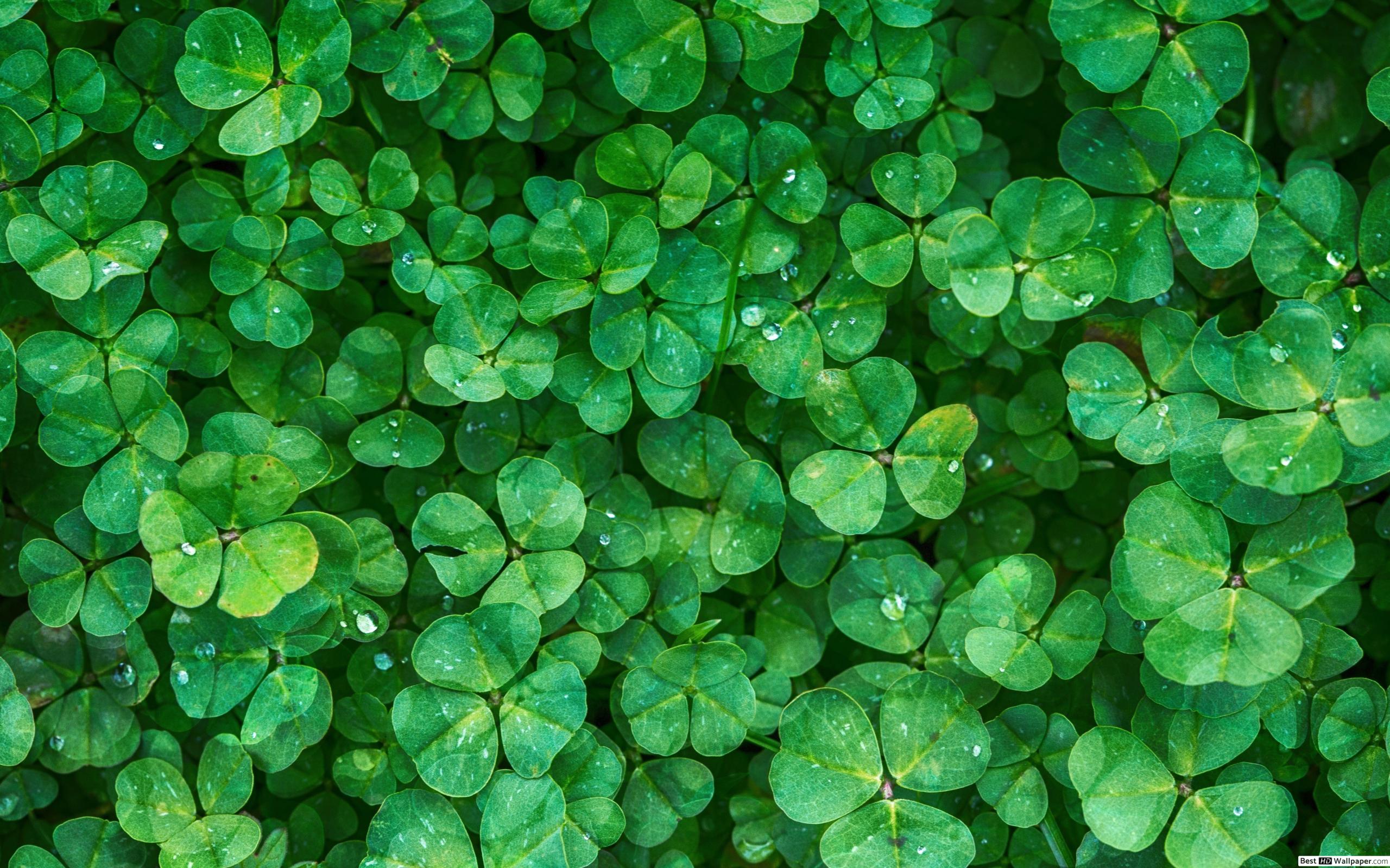Micro Clover Lawn Pros And Cons - HD Wallpaper 