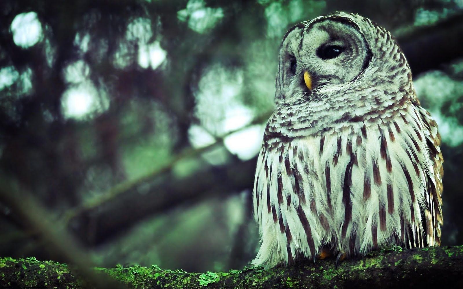 Beautiful Owl Background - HD Wallpaper 