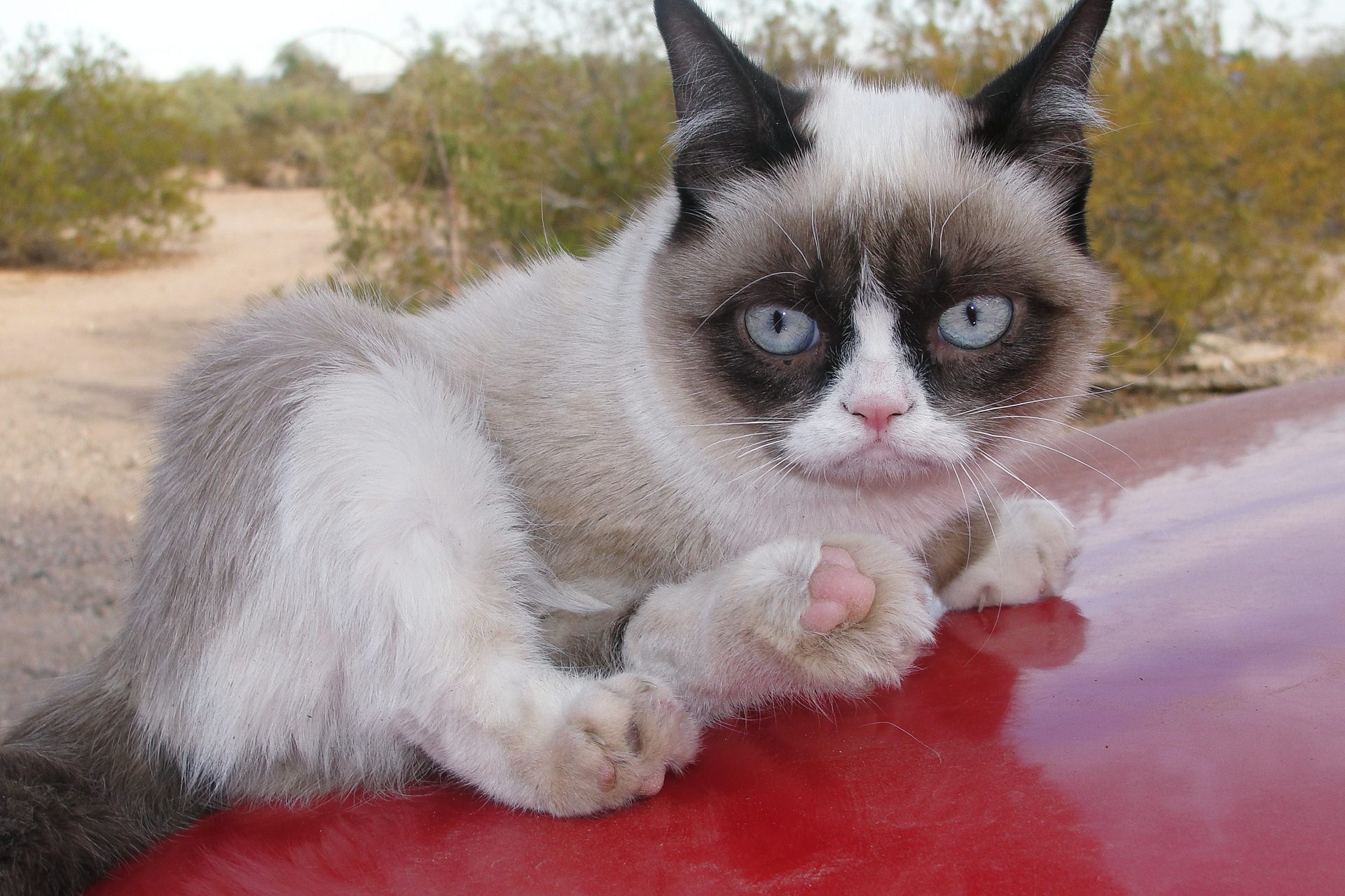 Grumpy Cat Sitting On Red Car Wallpaper Grumpy Cat - Grumpy Cat - HD Wallpaper 