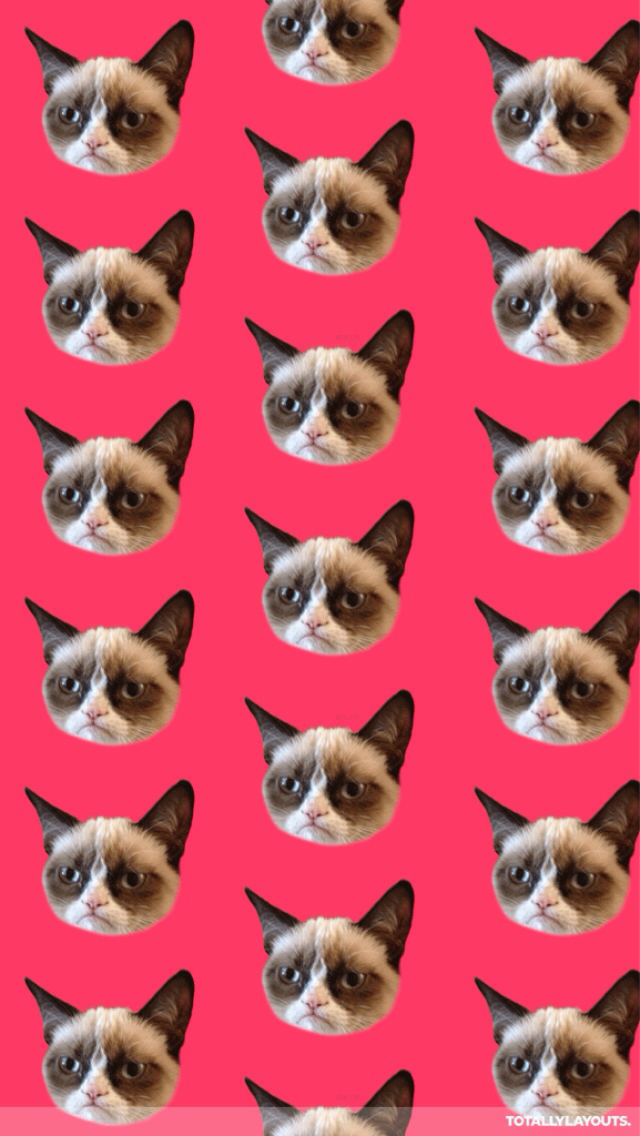 Cat, Wallpaper, And Cute Image - Siamese - HD Wallpaper 