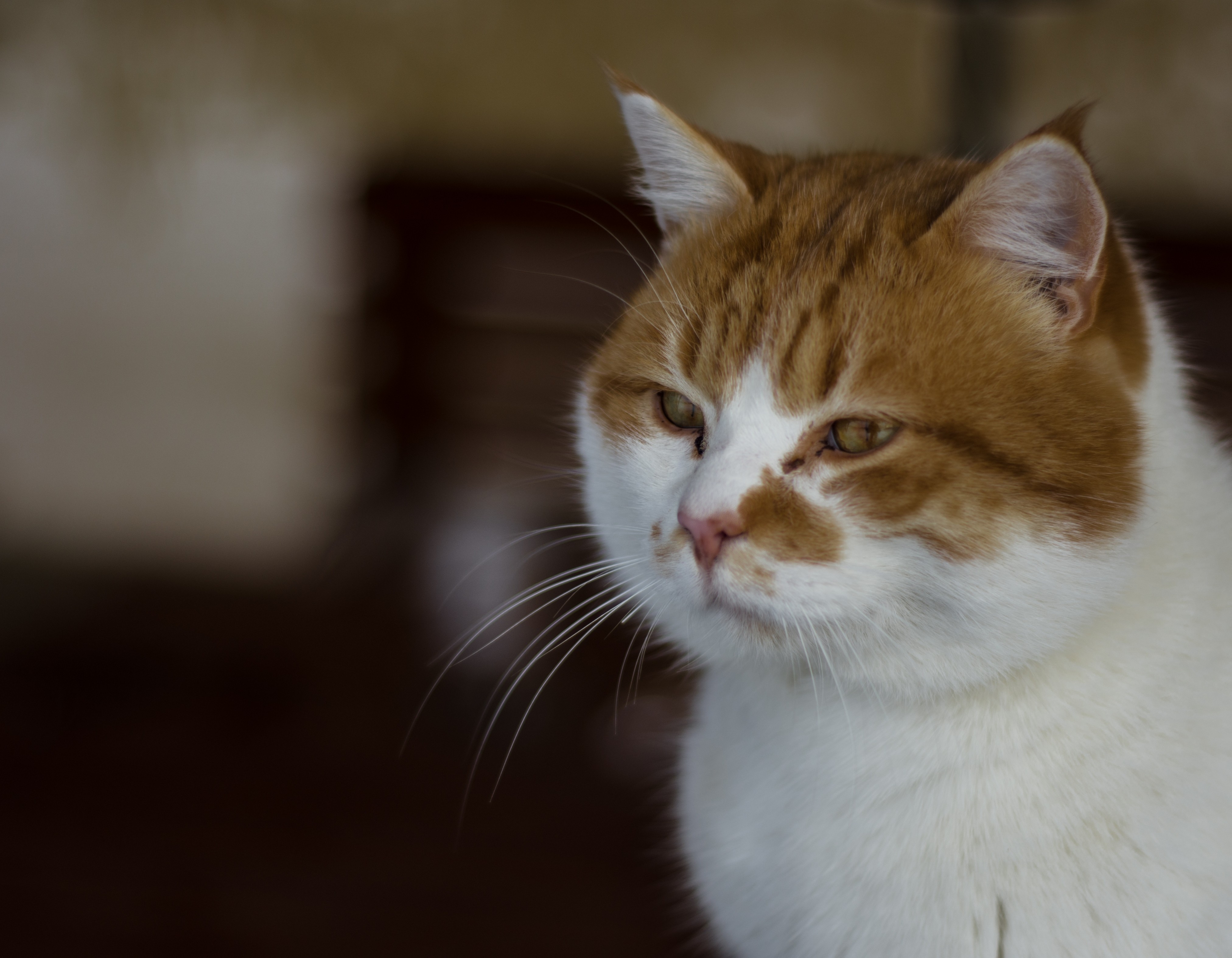 Grumpy Cat, Muzzle, Fluffy - Cat - HD Wallpaper 