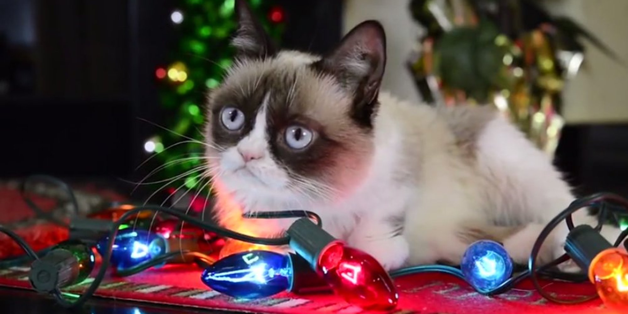 Cat Christmas Lights Memes - HD Wallpaper 