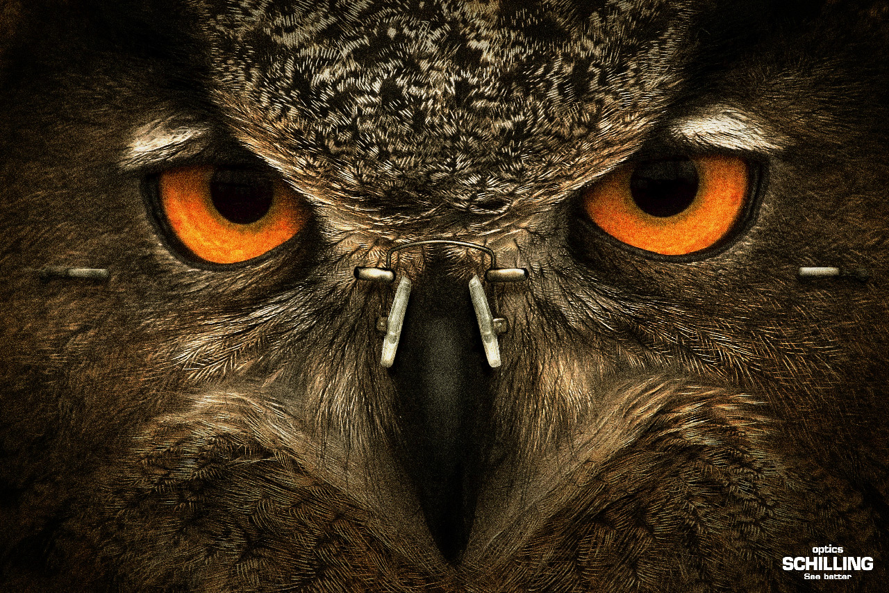 Owl - HD Wallpaper 