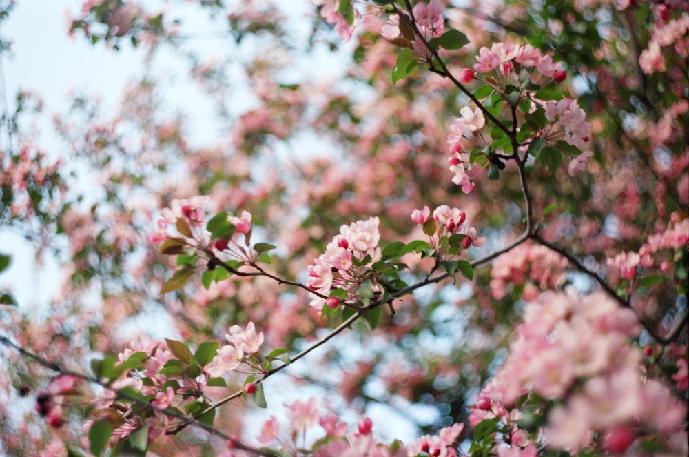 Laptop Wallpaper Flowers - HD Wallpaper 