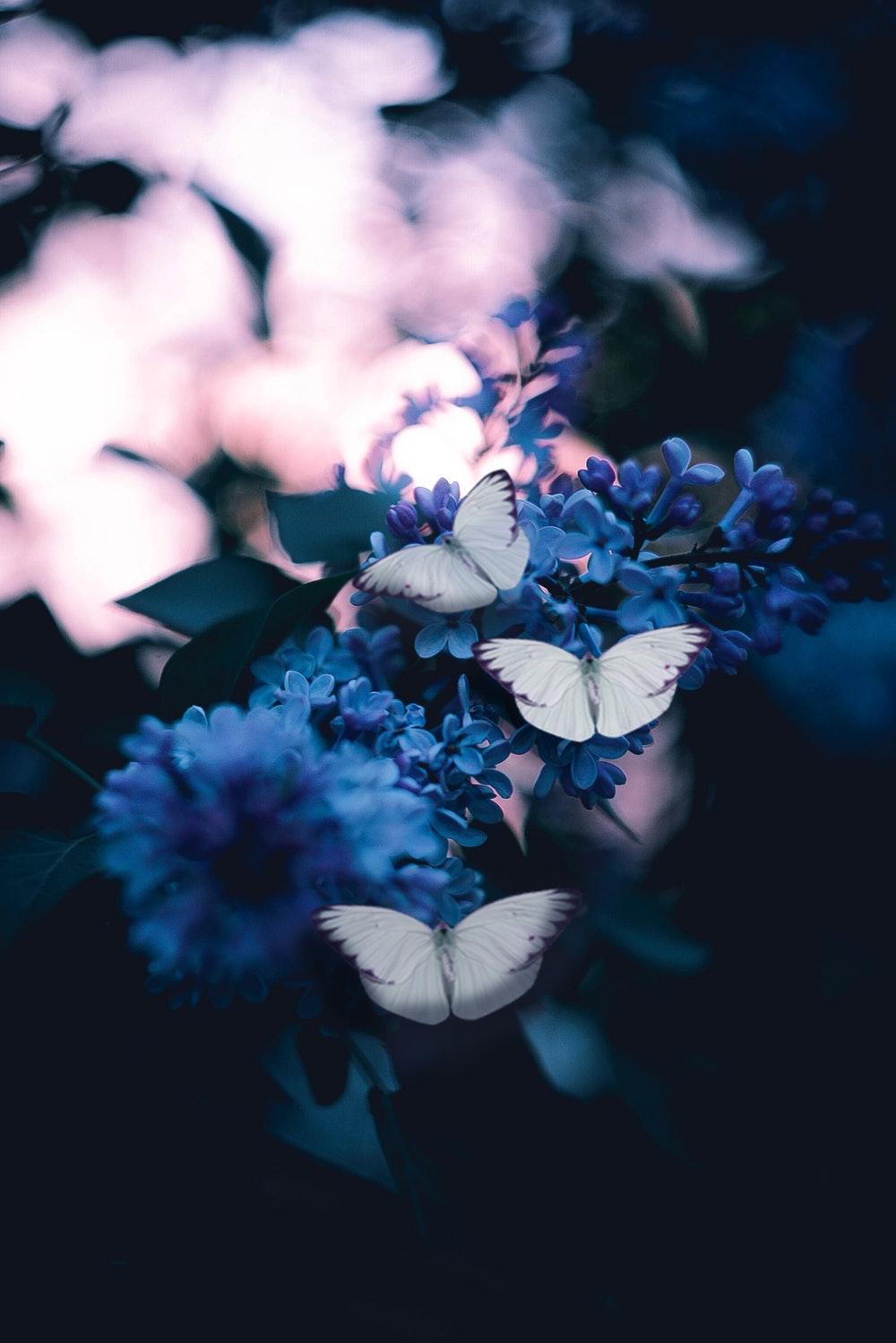 Flowers And Butterflies - HD Wallpaper 