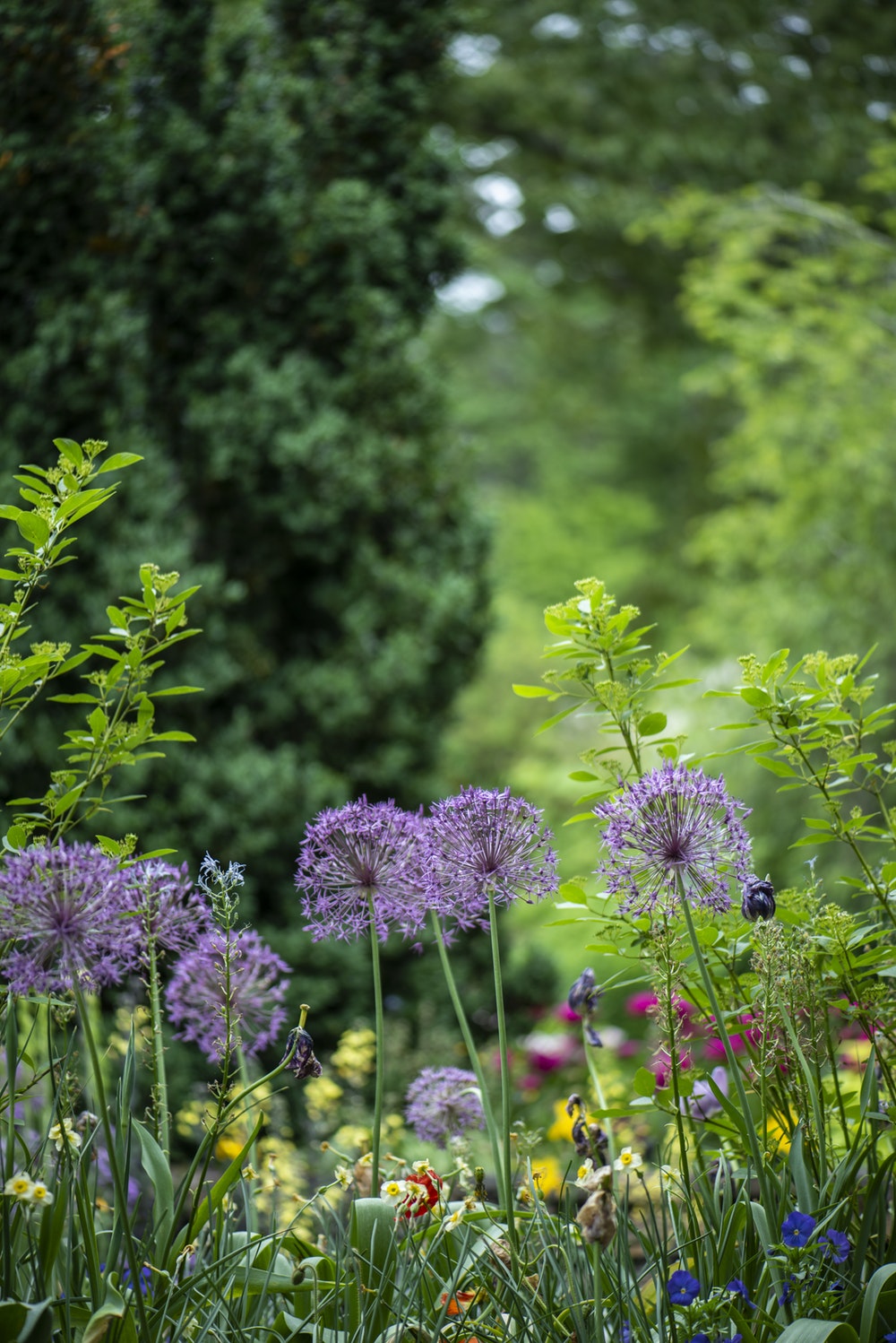 Garden Images Hd Full Screen Download - HD Wallpaper 