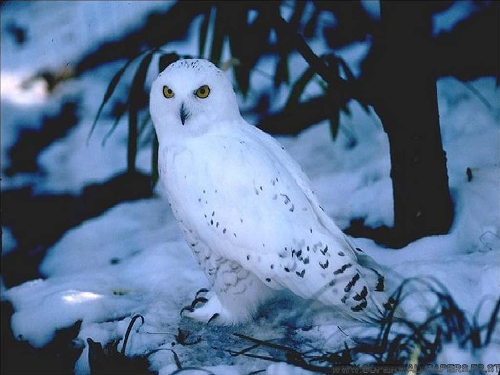 De Pantalla De Búhos - Snowy Owl Background - HD Wallpaper 