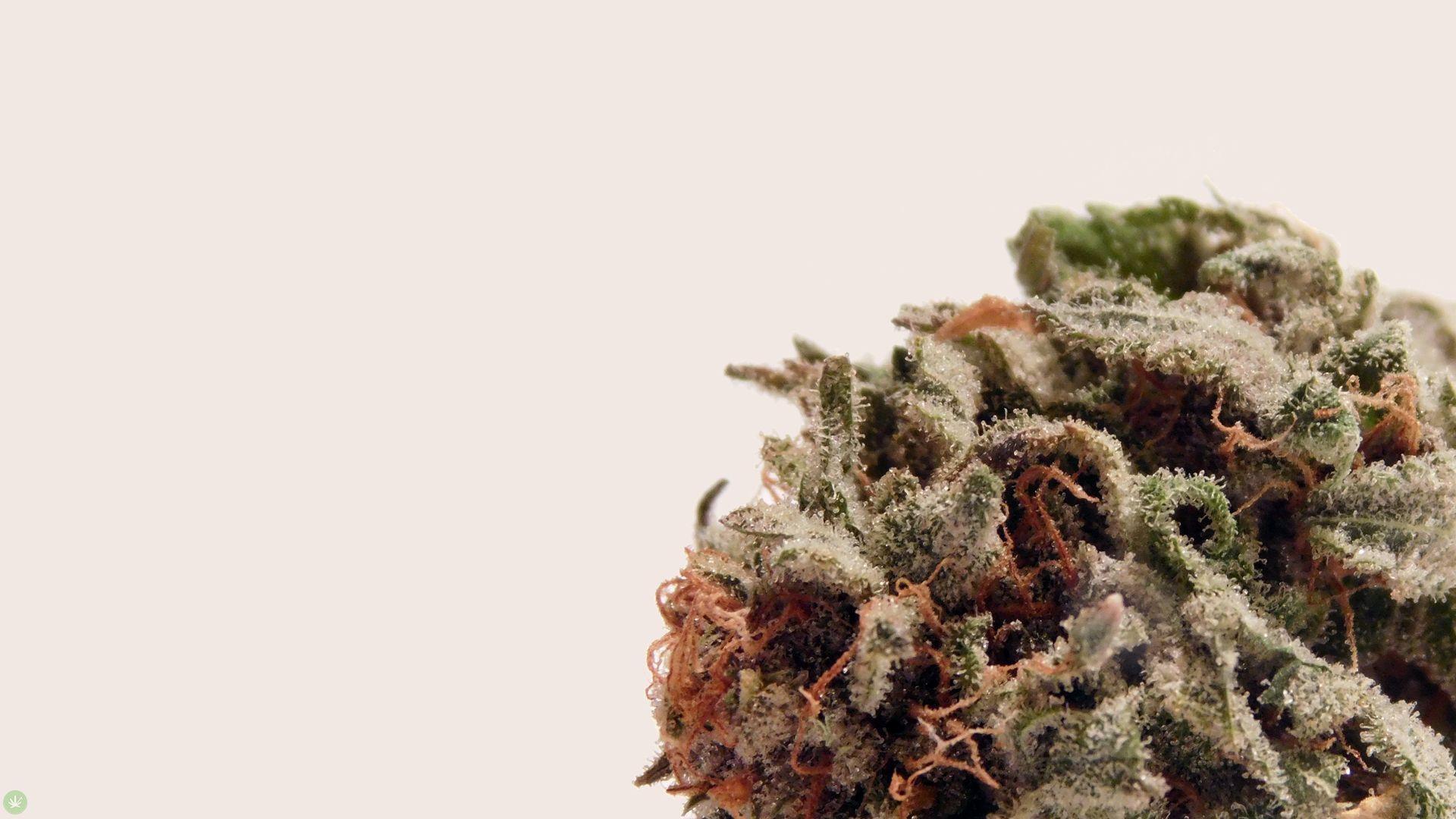 Wallpaper Critical Kush - HD Wallpaper 