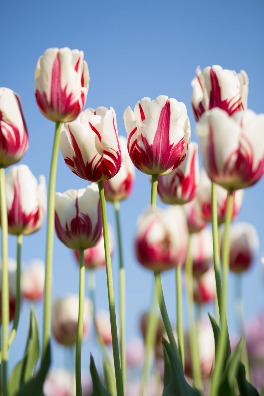 Iphone Hd Wallpaper Tulip - HD Wallpaper 