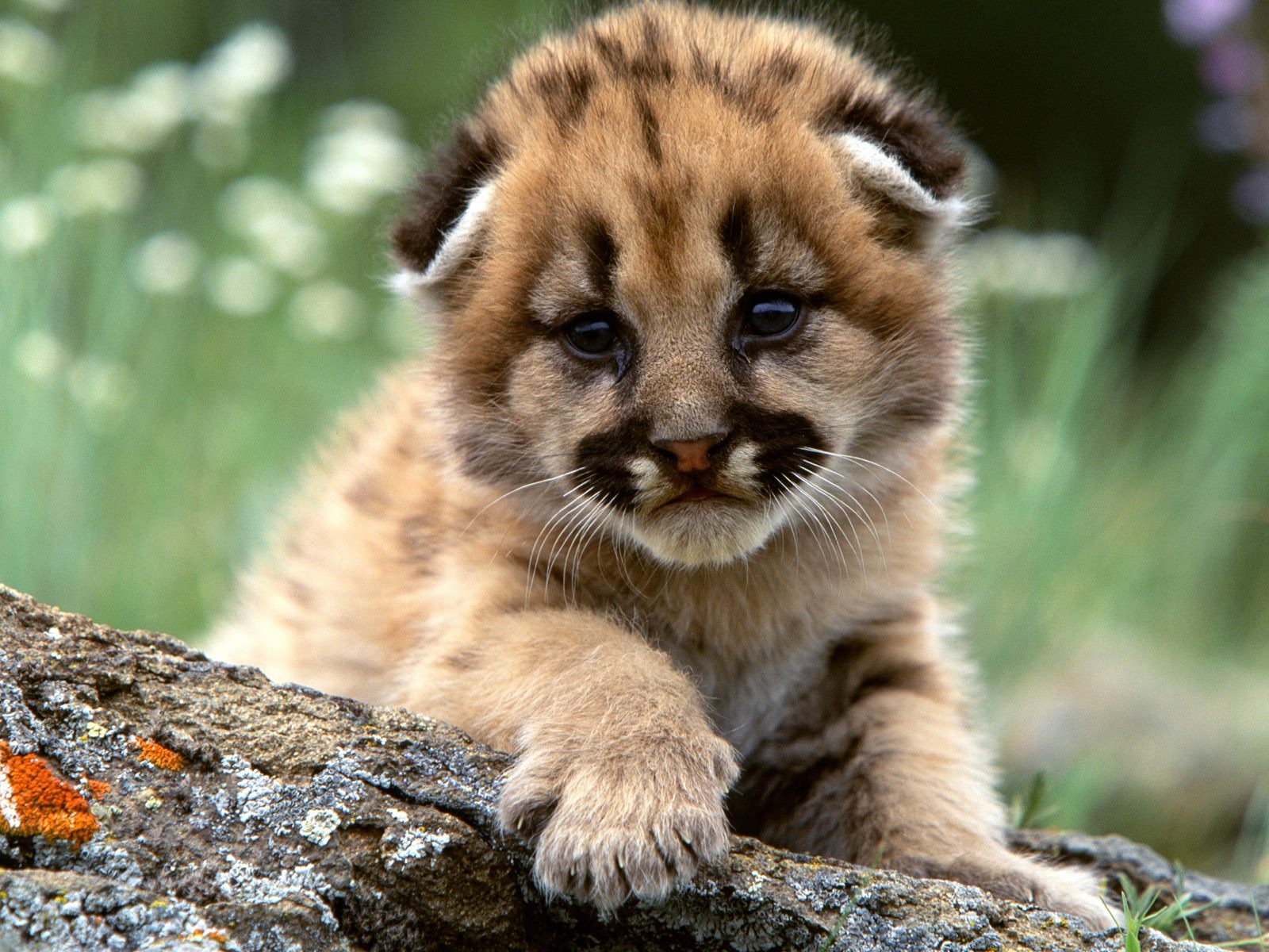Cute Babie Animals Thread Baby Wallpapers Aweee Wallpaper - Mountain Lion Cub Cute - HD Wallpaper 