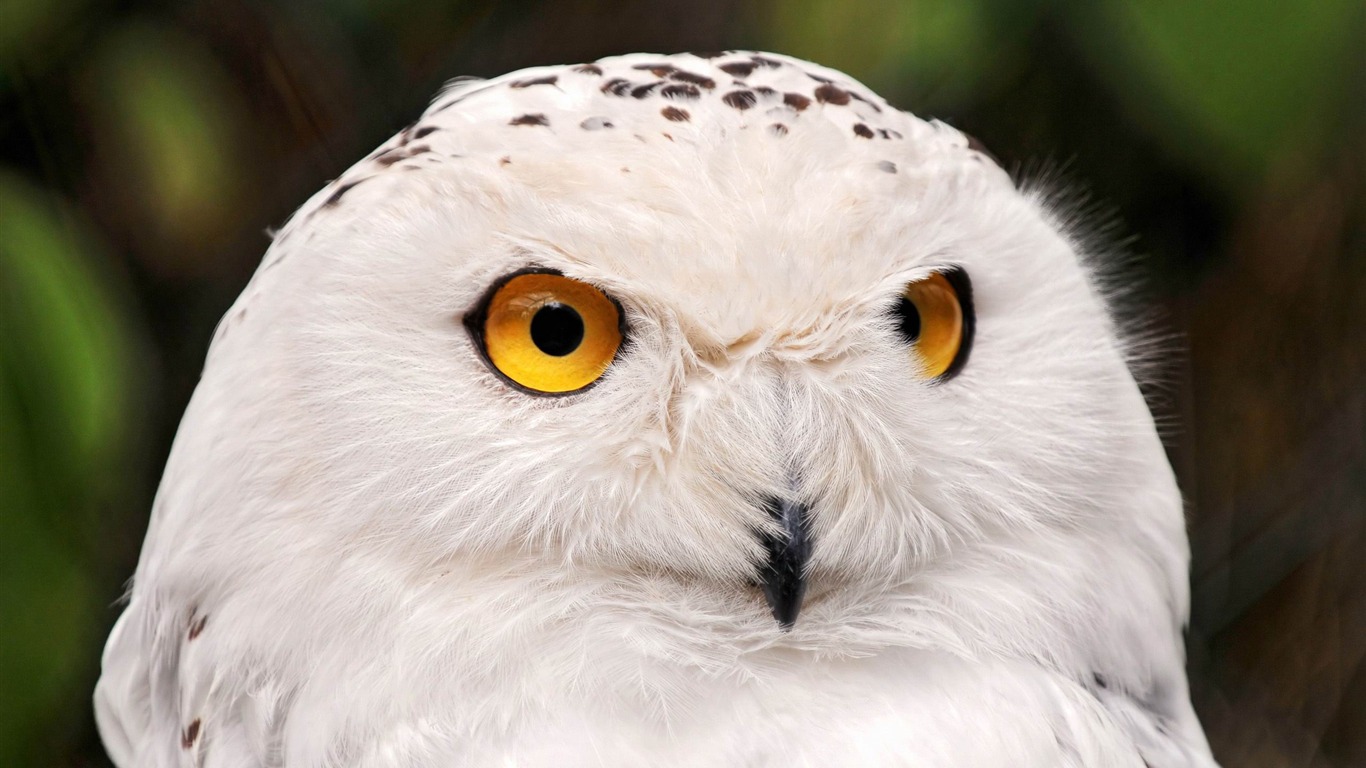 Búho Blanco-2013 Animal World Wallpaper - Snowy Owl Eyes - HD Wallpaper 