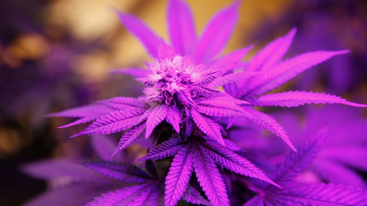Marijuana Weed 420 Drugs Wallpaper - Cannabis Purple - HD Wallpaper 