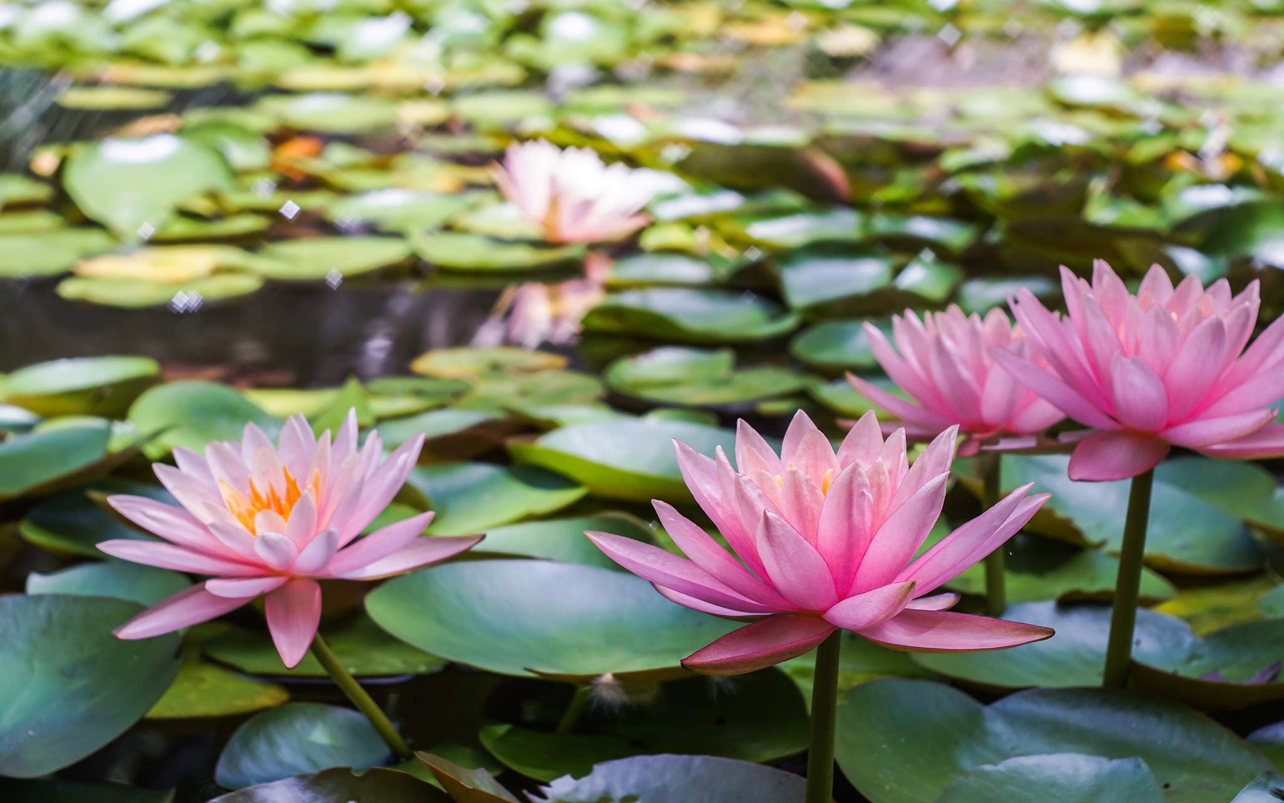 Water Lily Flowers Hd - HD Wallpaper 