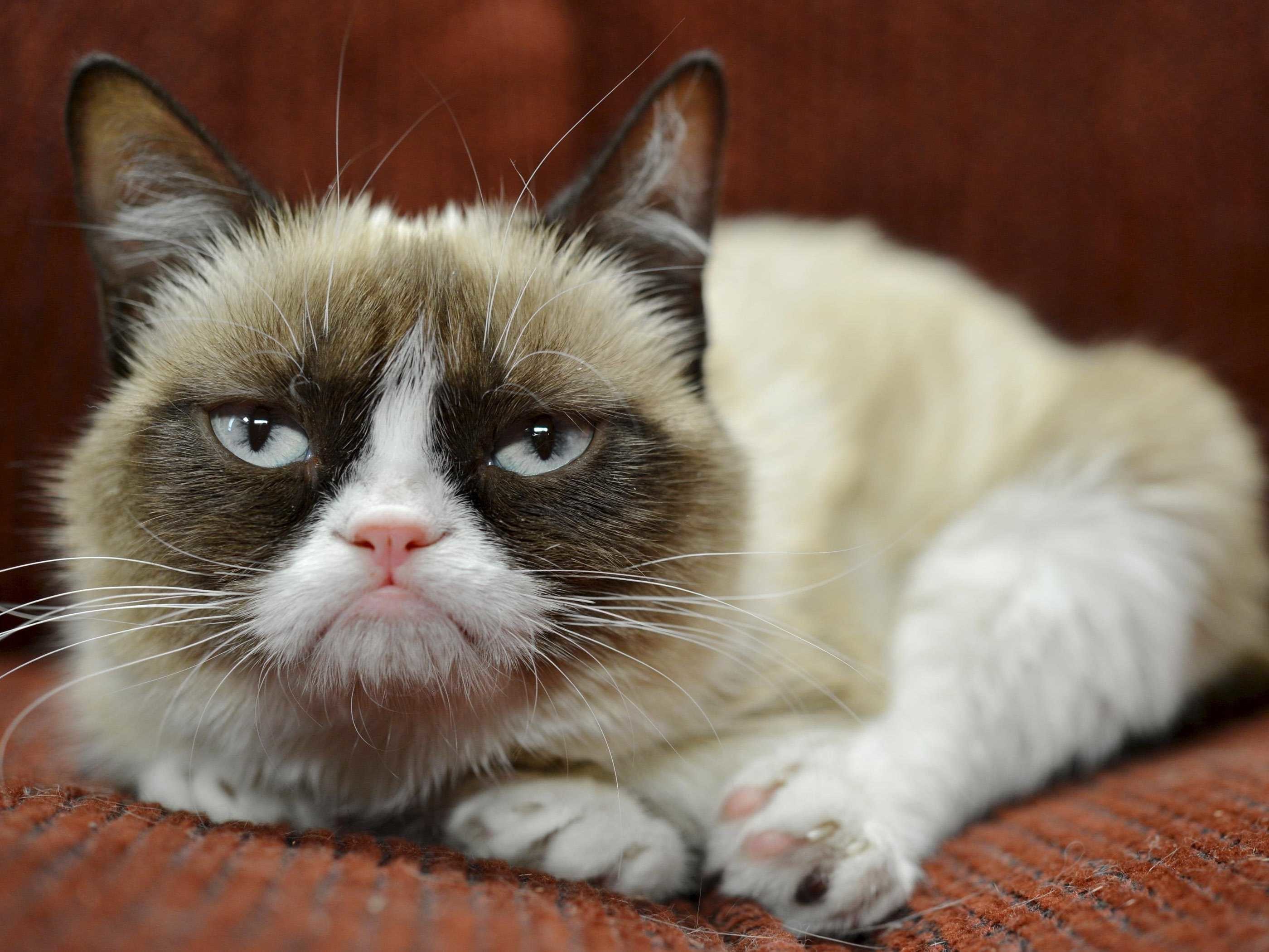 Grumpy Cat Wallpaper Iphone 4 Great Web Wallpaper 
 - Famous Grumpy Cat - HD Wallpaper 