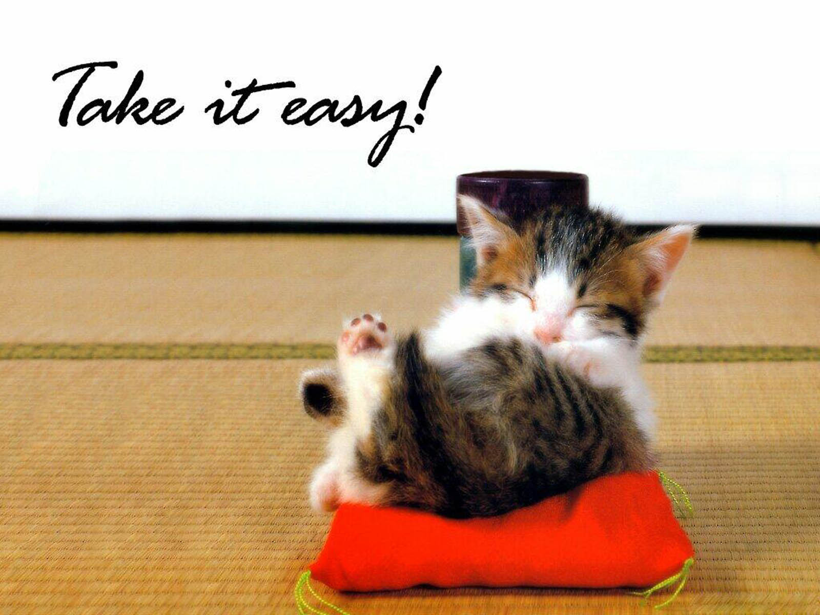 Take It Easy Animals - HD Wallpaper 