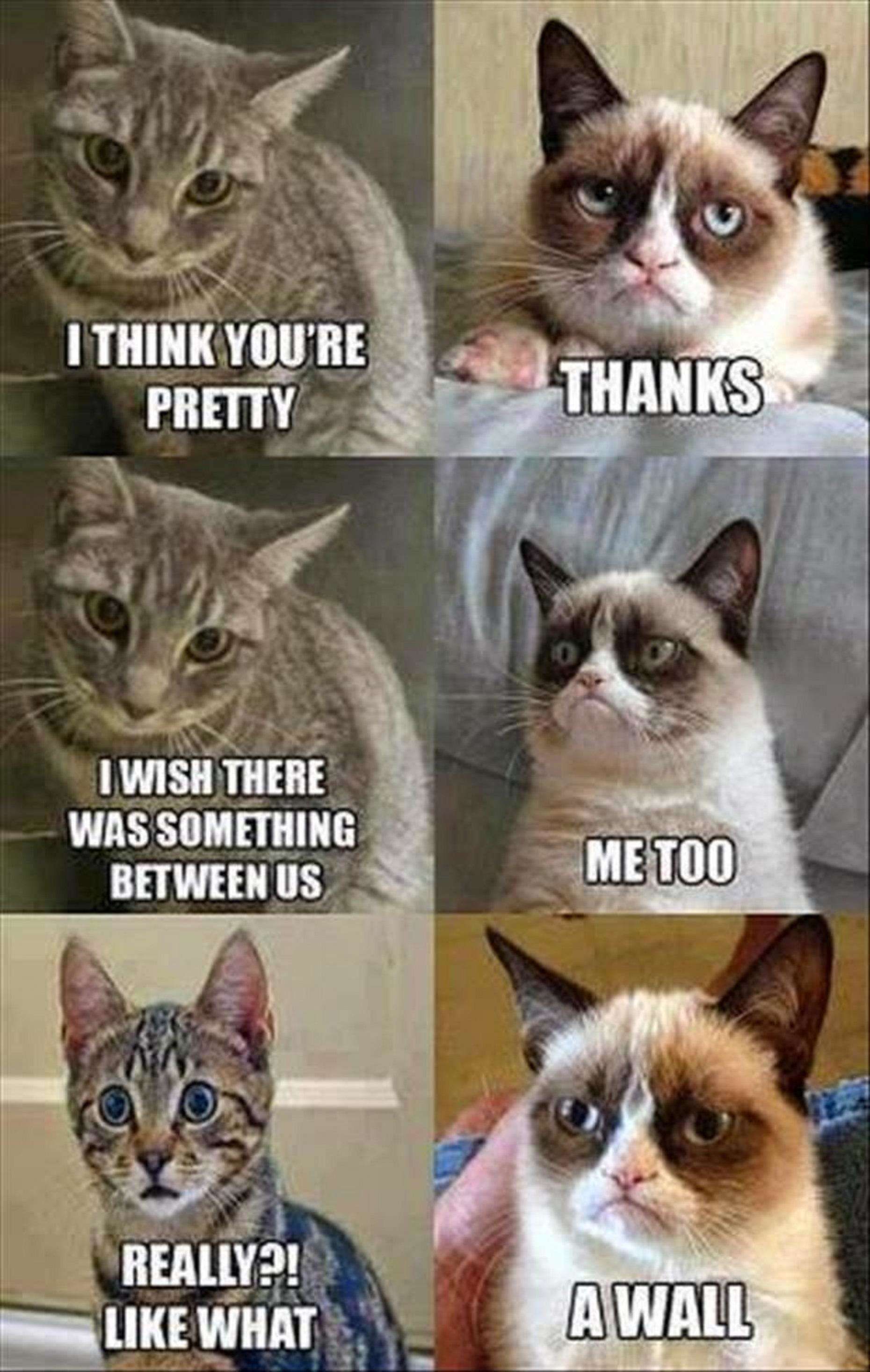 Happy Birthday Funny Cat Meme - Grumpy Cat Funny Animal Memes - 1860x2934  Wallpaper 
