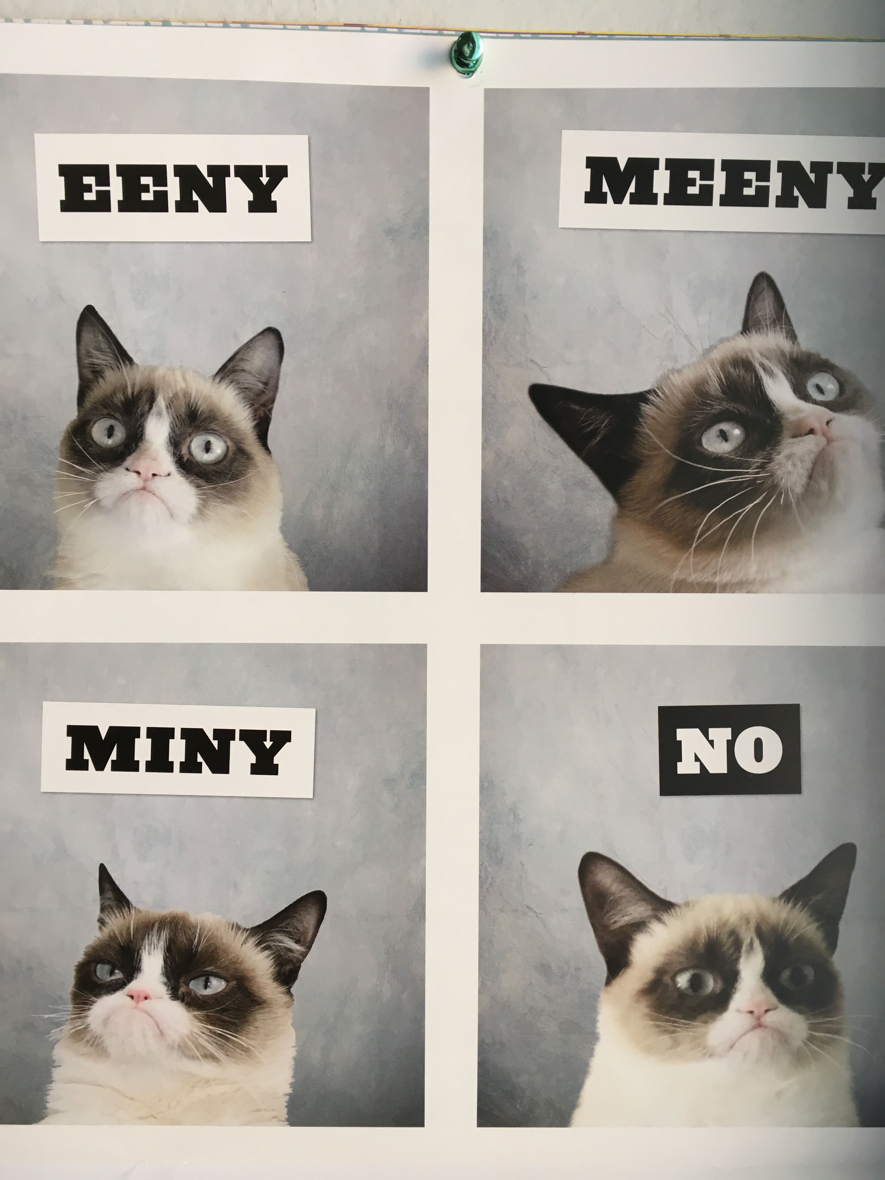 Grumpy Cat Eeny Meeny Miny No - HD Wallpaper 