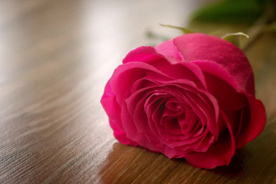 Download Rose Day Whats App Dps, Valentine Wallpapers, - Rose Dps For Whatsapp - HD Wallpaper 