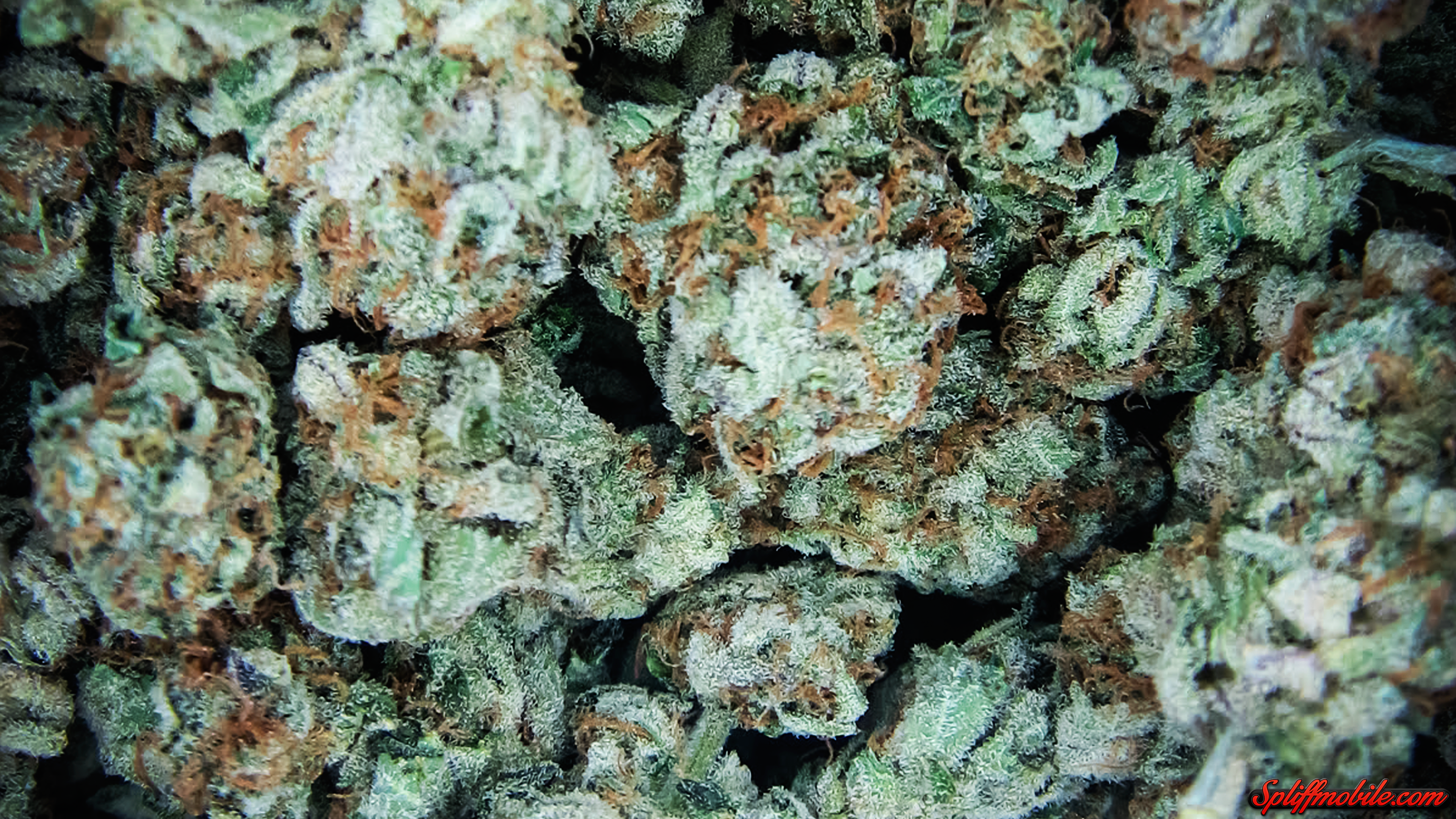 Outdoor White Widow Buds - HD Wallpaper 