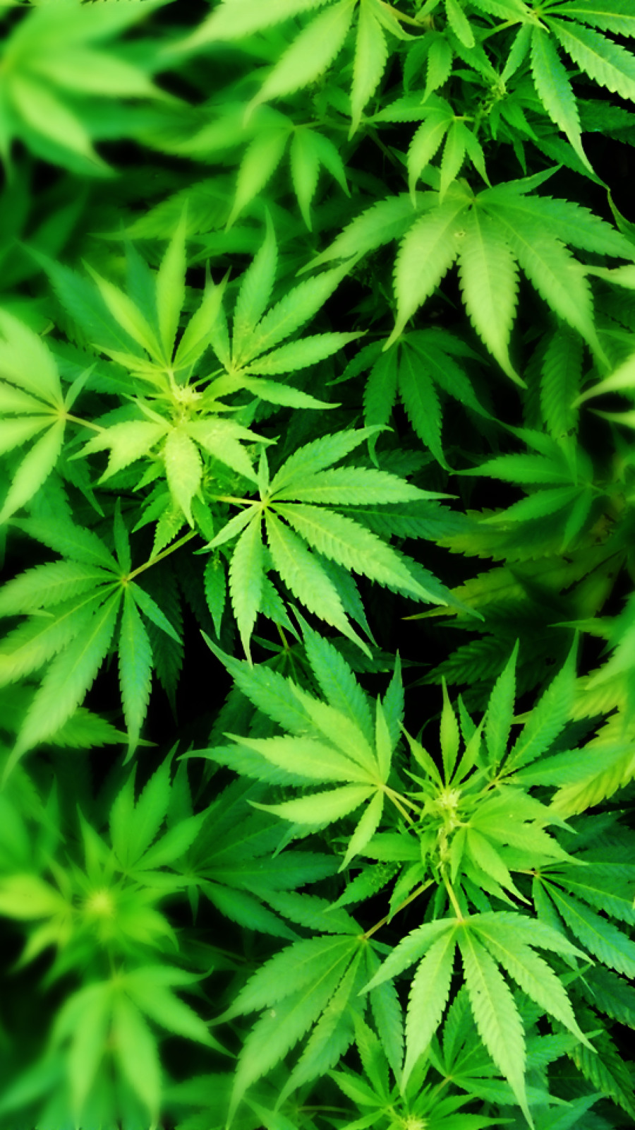 Weed Wallpaper Iphone 4 - HD Wallpaper 