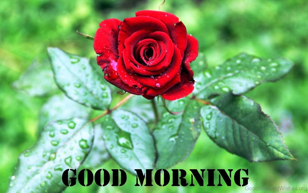 Good Morning Beautiful Pic - Good Morning Red Rose Hd - HD Wallpaper 