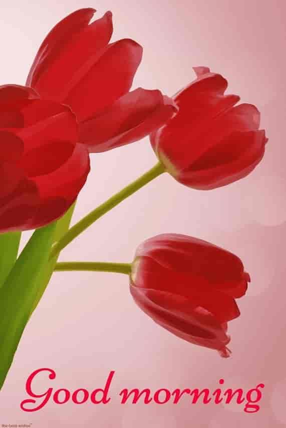 Good Morning Images With Flowers Hd - 571x856 Wallpaper Good Morning Images With Flowers Hd - 571x856 Wallpaper