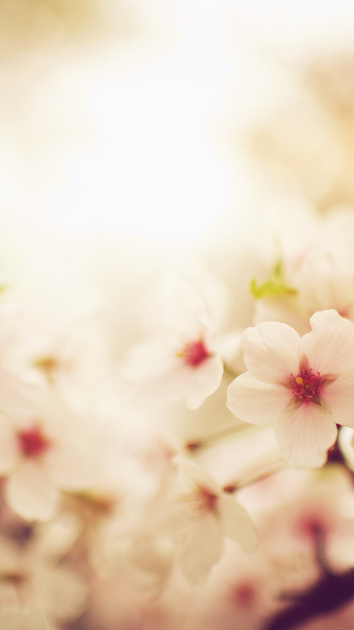 Blossom Cherry Spring Red Sakura Nature Flower Android - Cherry Blossom Iphone Sakura Wallpaper Hd - HD Wallpaper 