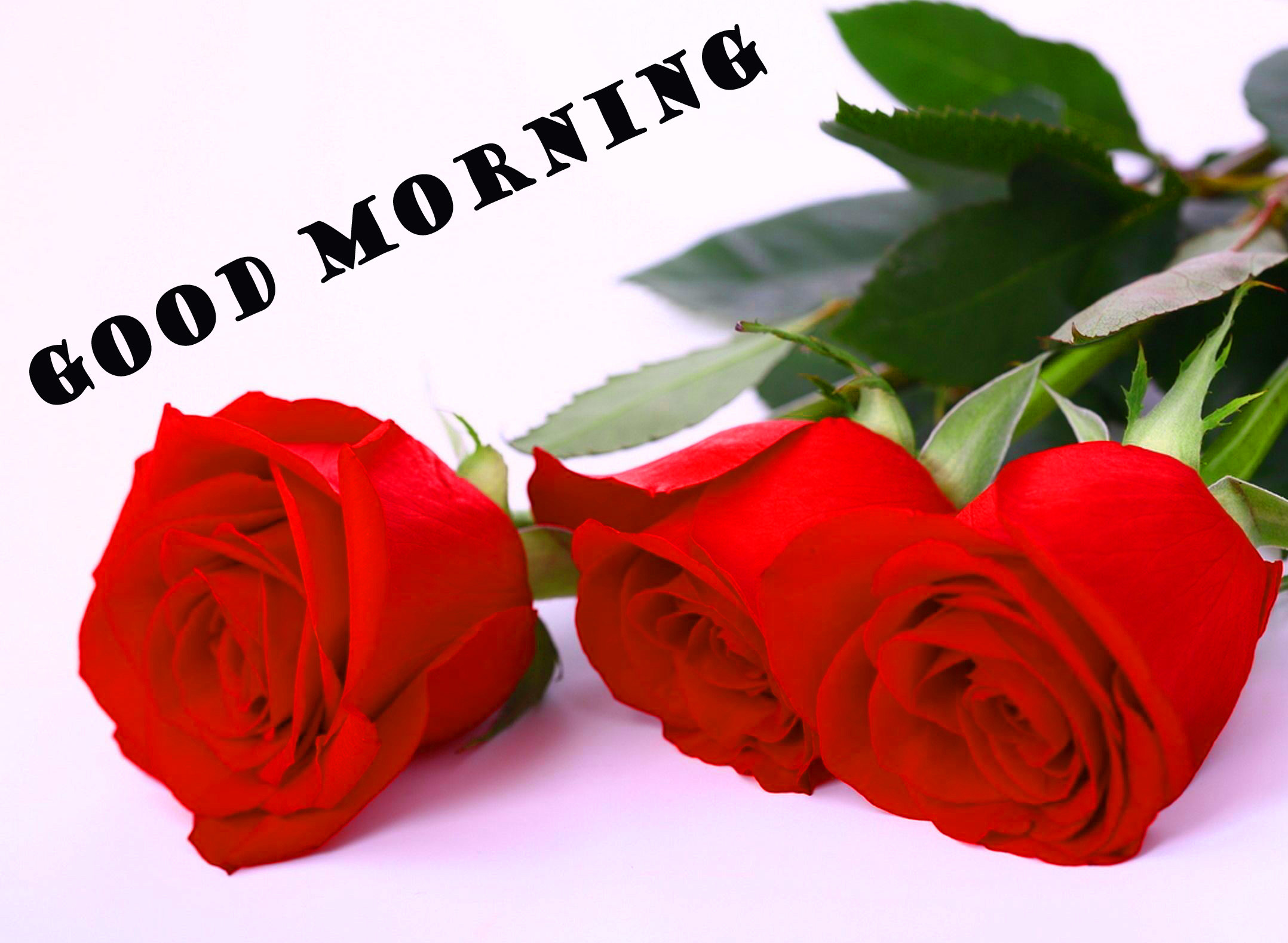 Good Morning Red Rose Wallpaper Pictures Images Hd - Love Rose Images Free Download - HD Wallpaper 