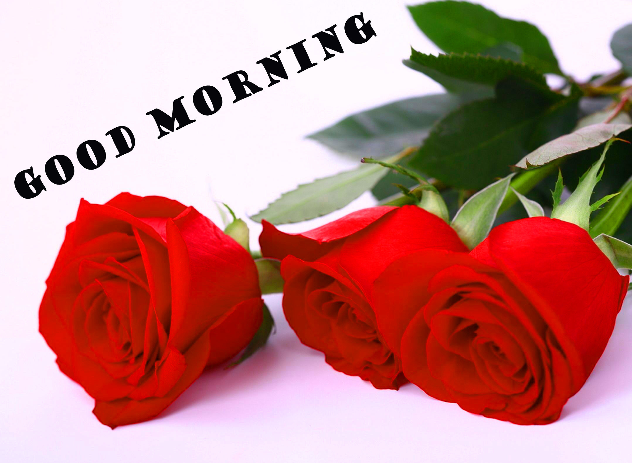 Good Morning Red Rose Wallpaper Pictures Images Hd - Love Rose Images