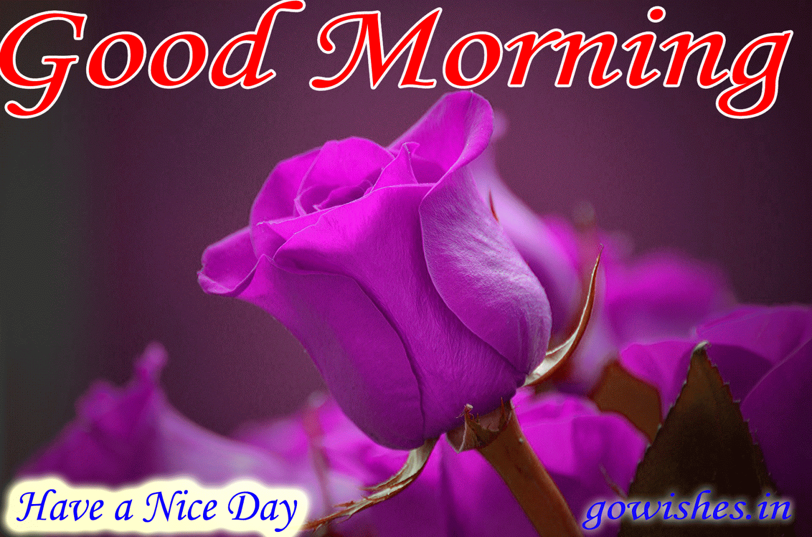 Good Morning Wishes Today - 1600x1059 Wallpaper 