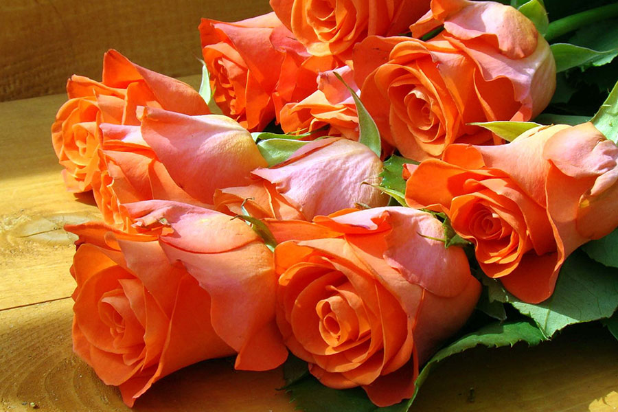 Pink And Blue Orange Rose Day Whats App Dp, Facebook - Dp Images Hd Rose Orange - 900x600 Wallpaper - teahub.io