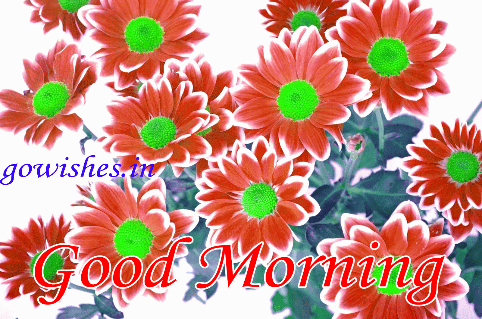 Beautiful Flowers Images Hd - HD Wallpaper 