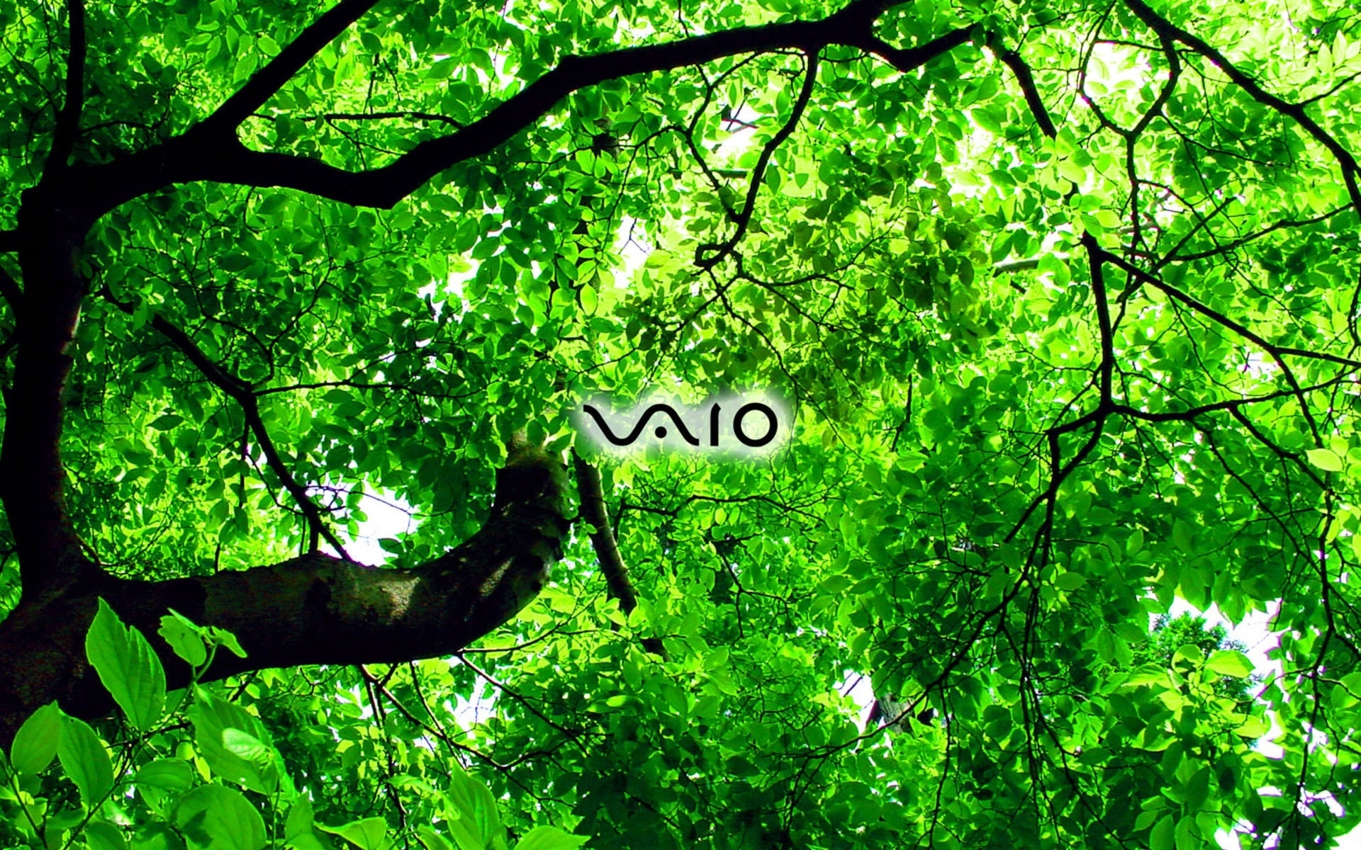 Sony Vaio - HD Wallpaper 