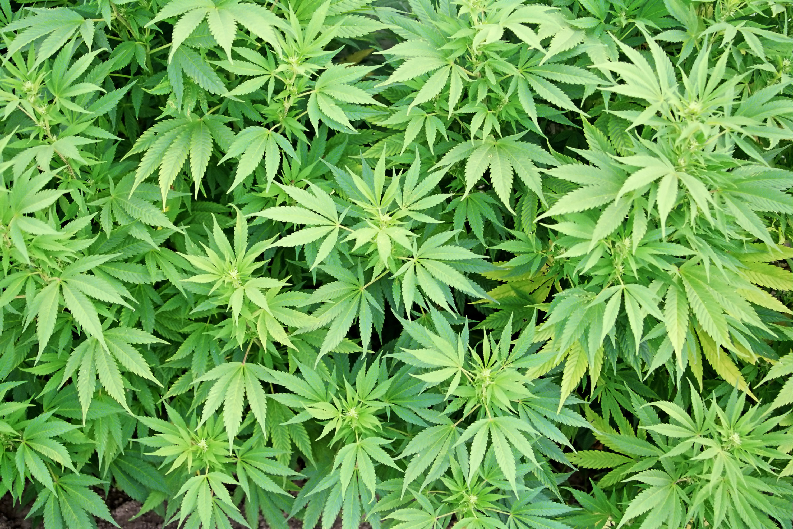 Marijuana Leaves Plants Drugs 420 Rasta - Marijuana - HD Wallpaper 