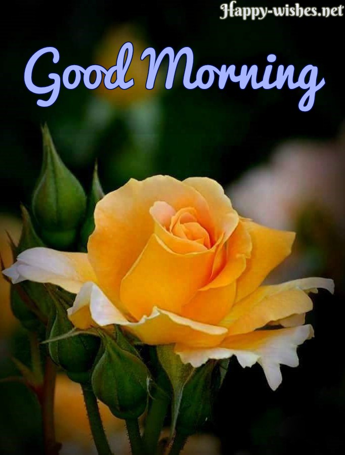 Good Morning Wishes With Yellow Rose Pictures - Good Morning Images On Frifay - HD Wallpaper 