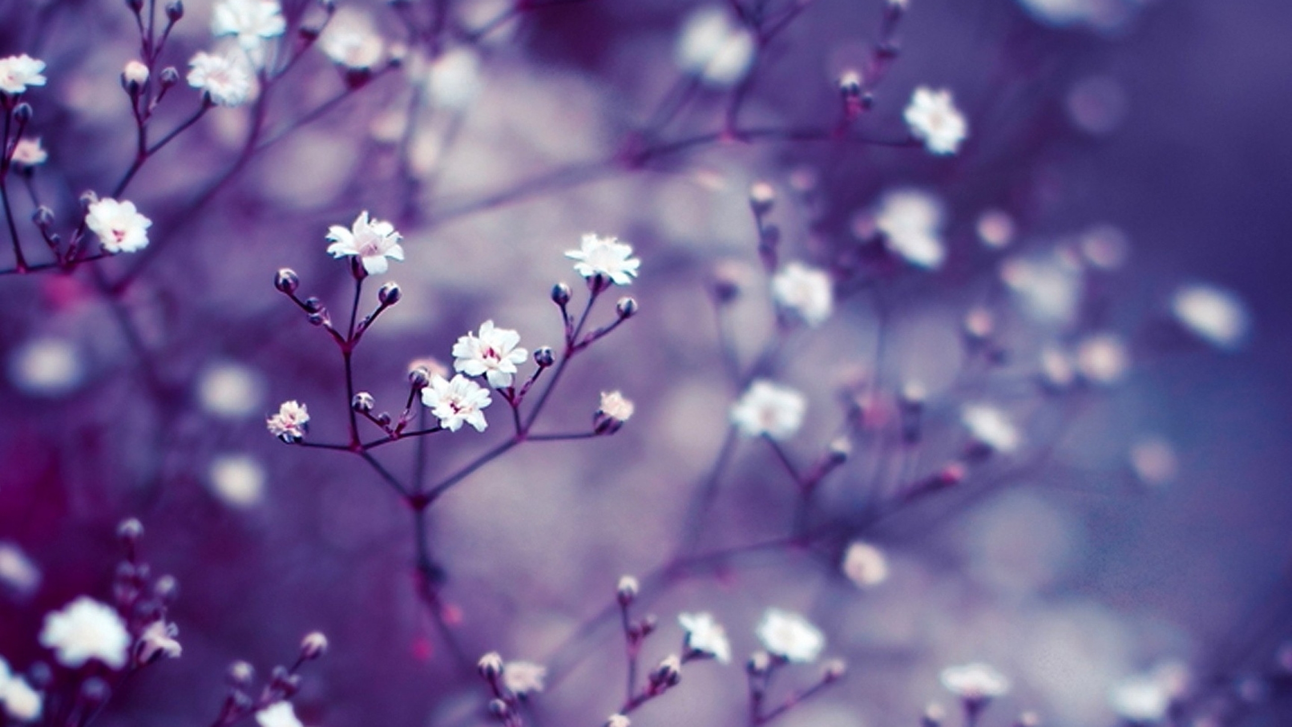 High Resolution Wallpaper Nature Flowers - 2560x1440 Wallpaper - teahub.io