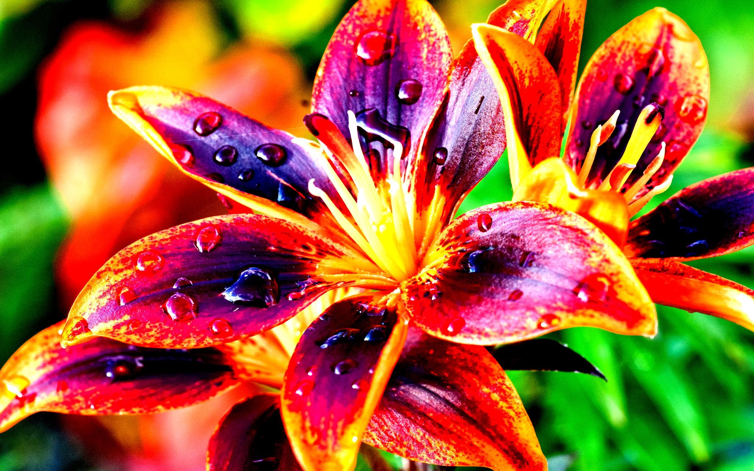 Lily Flower - HD Wallpaper 