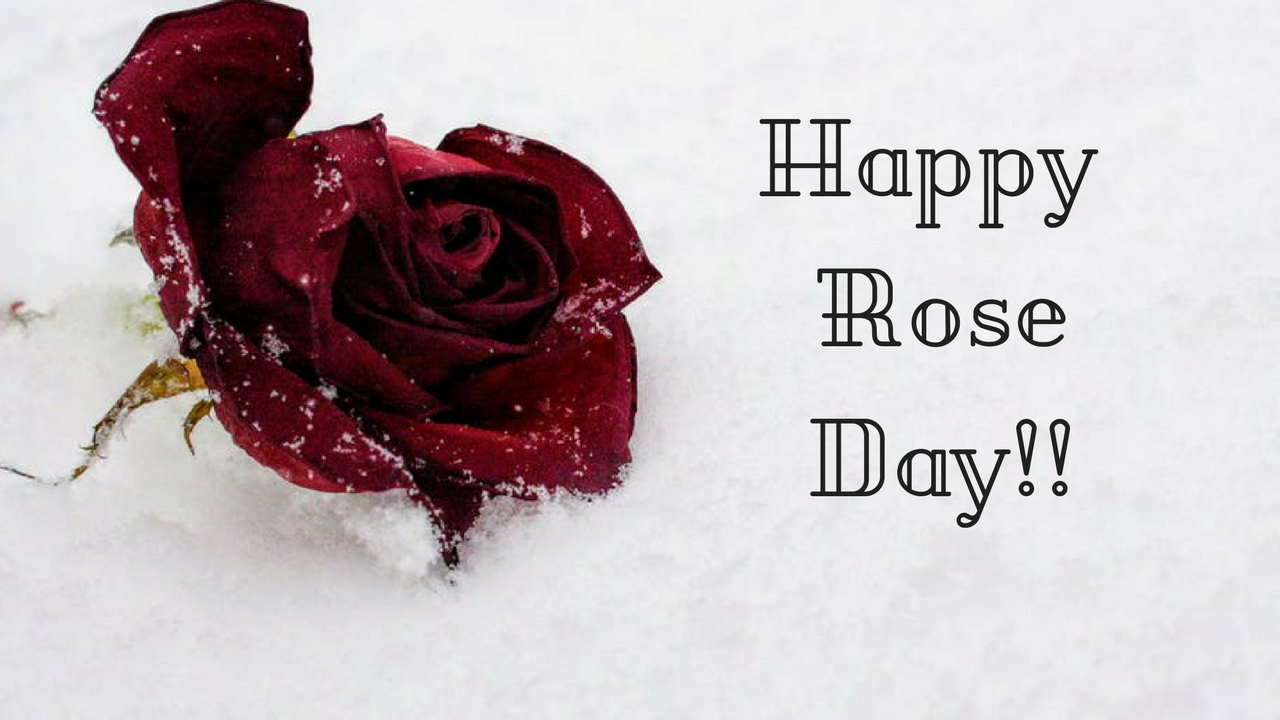 Happy Rose Day Images - Happy Rose Day Pic Hd - HD Wallpaper 