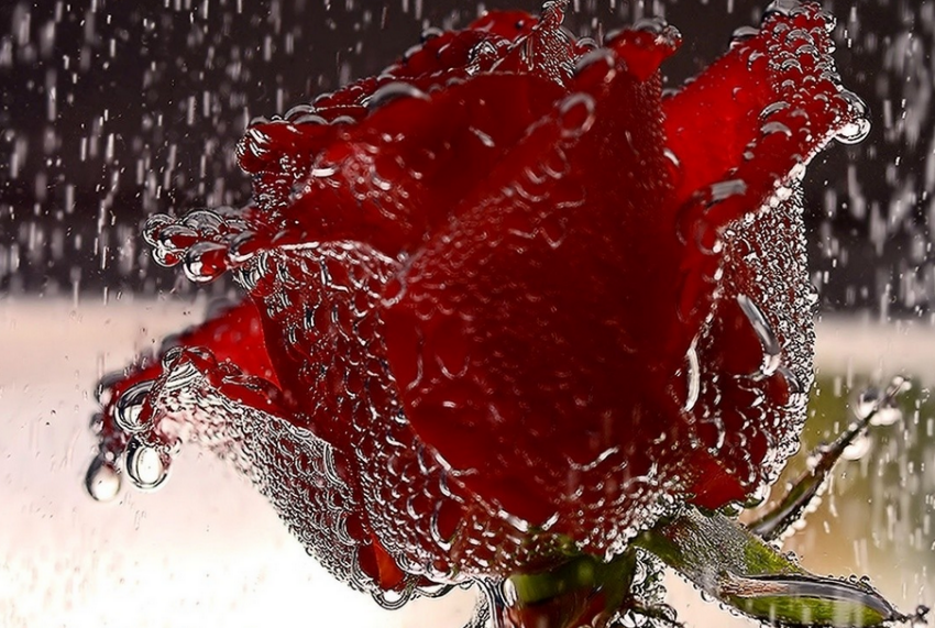 Best Rose Day Wallpaper - Roses Images For Whatsapp Dp - HD Wallpaper 