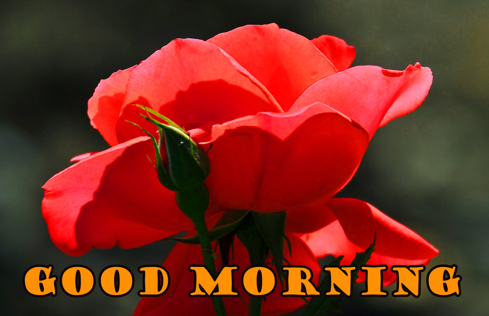 472 Good Morning Red Rose Images Wallpaper Pics For - Good Morning Images Red Rose - HD Wallpaper 