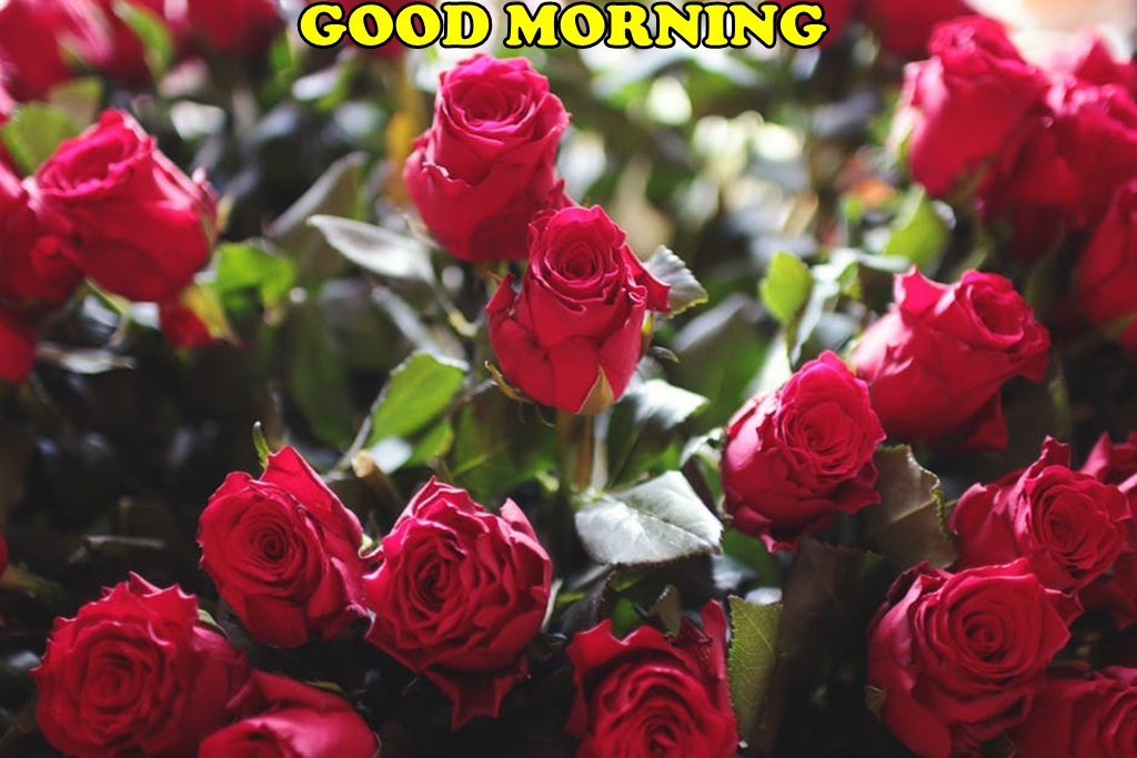 Good Morning Red Roses Hd Wallpapers - Poetry Flowers Poem In Hindi - HD Wallpaper 