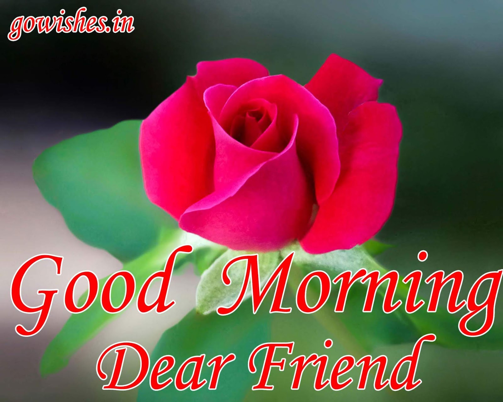 Good Morning Shayari - HD Wallpaper 