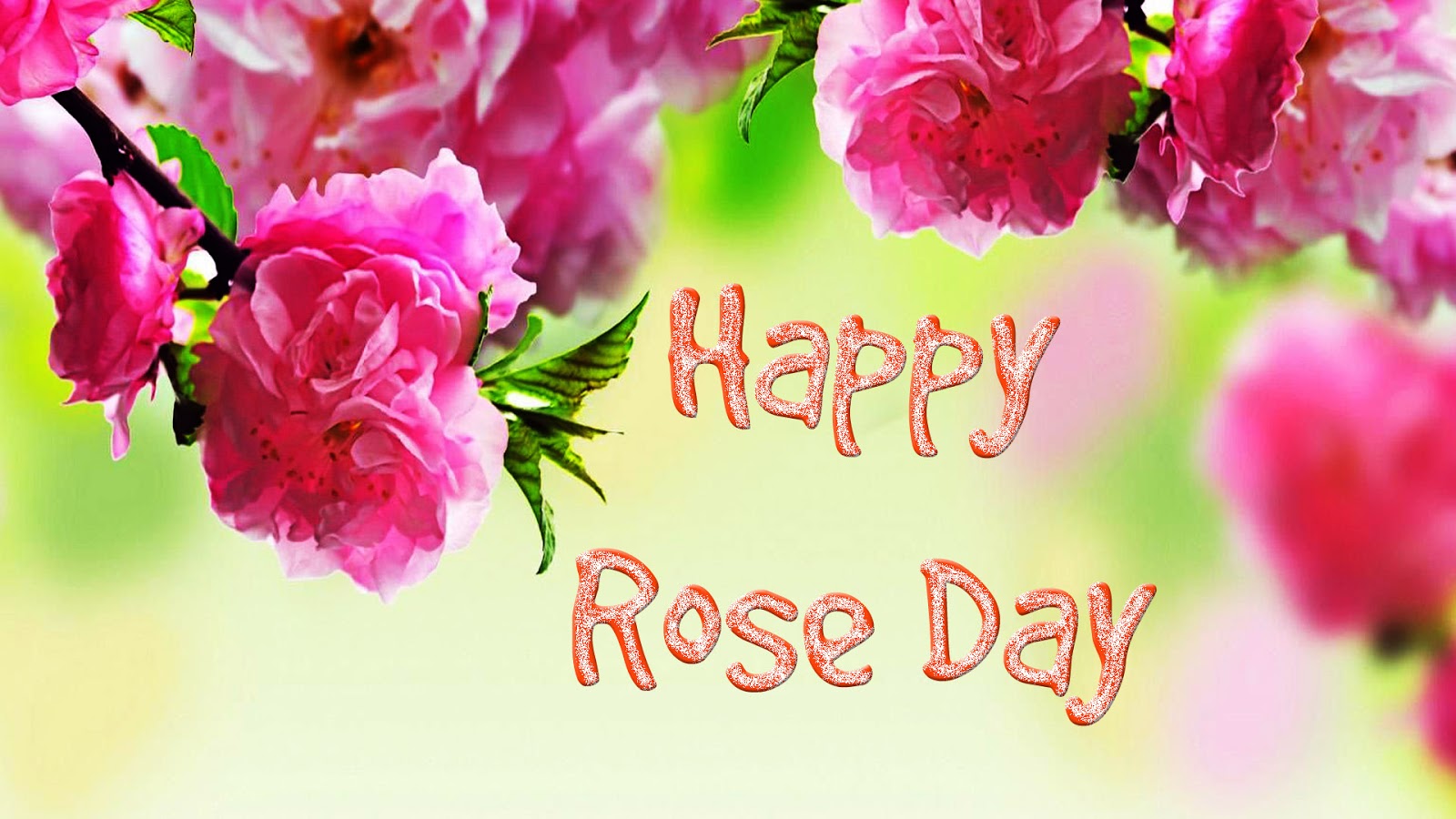 Happy Rose Day Wallpapers - Full Screen Hd Wallpaper Flower - HD Wallpaper 