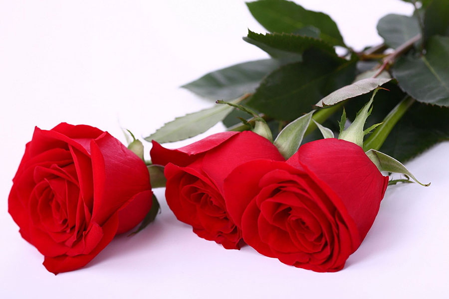 Download Rose Day Whats App Dps, Valentine Wallpapers, - Fresh Red Rose Flower - HD Wallpaper 