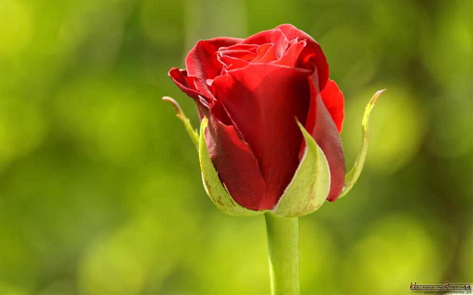 Rose Day Wallpaper, Hd Wallpaper,rose Hd Wallpaper,1920x1200 - Rose Day Hd Background - 970x606 Wallpaper Rose Day Wallpaper, Hd Wallpaper,rose Hd Wallpaper,1920x1200 - Rose Day Hd Background - 970x606 Wallpaper