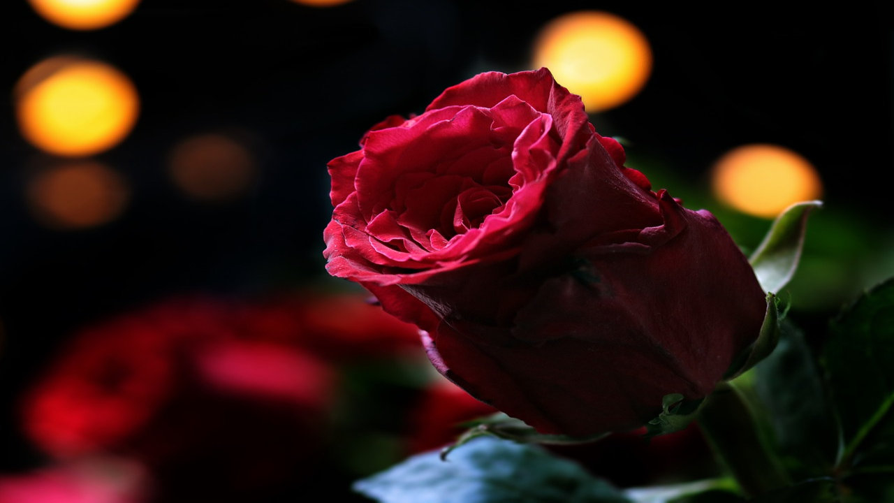 100 Happy Rose Day Photos Wallpapers Images 2019 Talk - Happy Rose Day Pic Download - HD Wallpaper 