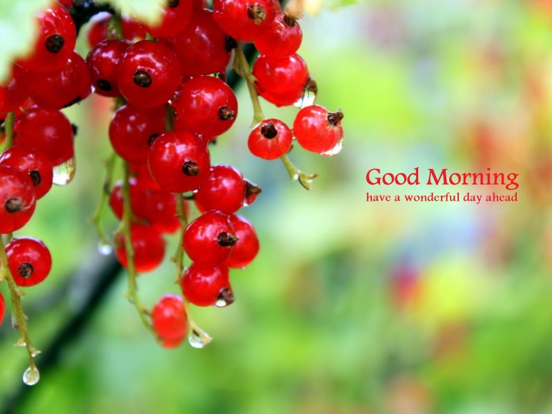 Red Currants Hd - HD Wallpaper 