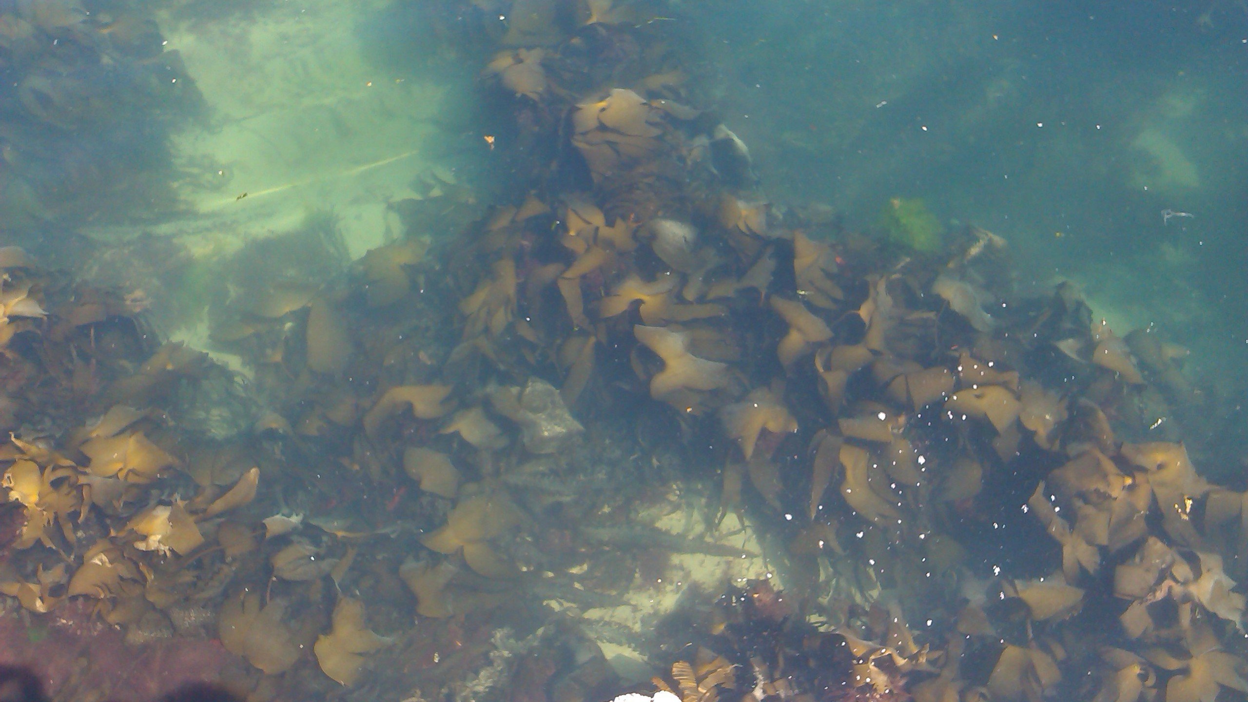 Rk Pools Boatstrand Co - Feeder Fish - HD Wallpaper 