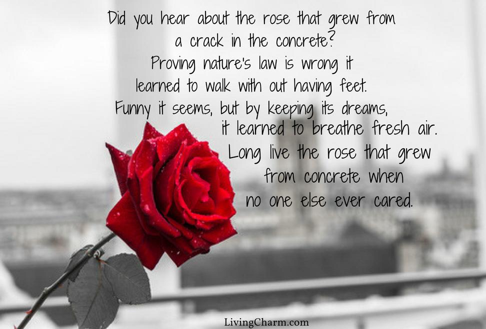 Happy Rose Day - Seed Must Grow Regardless Of The Fact - 972x658 Wallpaper  